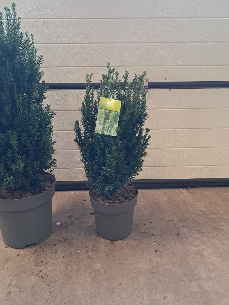 Picture of Taxus med. Hillii P26 (7.5 Ltr) 50/60CM