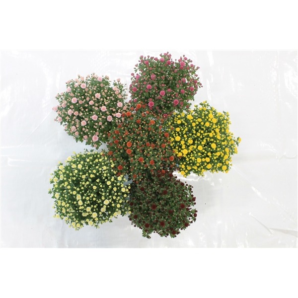 Picture of Chrysanthemum ball P15 JASODA