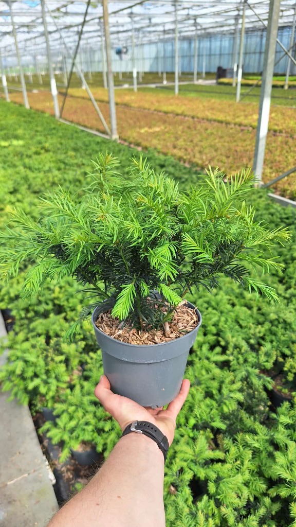 Taxus bac. Repandens