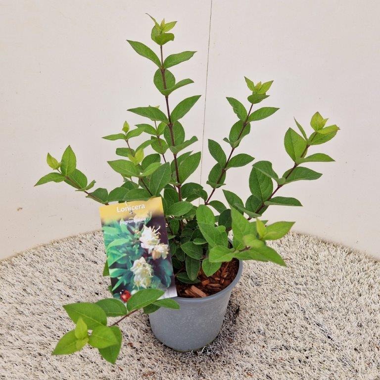 Picture of Lonicera fragrantissima P18 (2.5 Ltr) 25/30CM