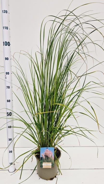 Picture of Cortaderia sell. Rosea P21 (4 Ltr)