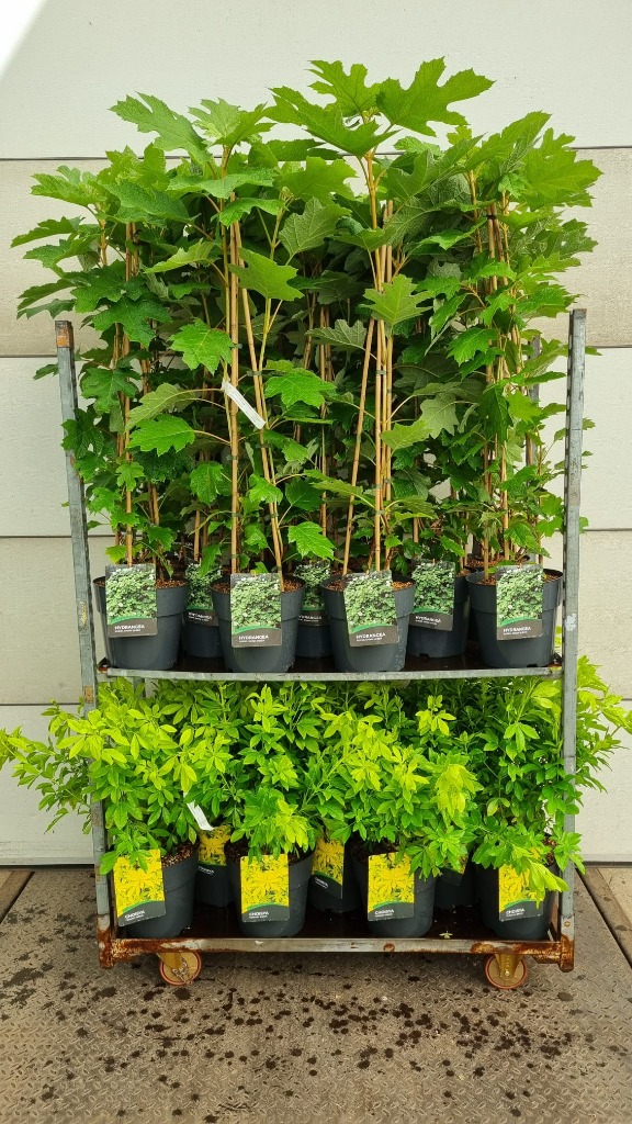 Picture of Trolley Deal 2024 Choisya Brica & Hydrangea Quercifolia J7