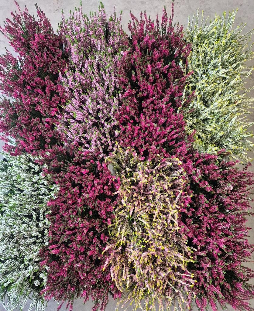Picture of Trolley  Deal 2025 Calluna Nova in varieties  P10.5