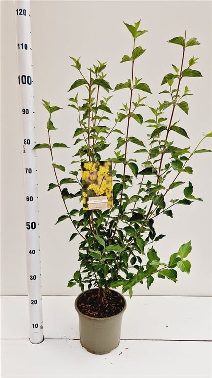 Picture of Cornus mas P21 (4 Ltr) 70/80CM