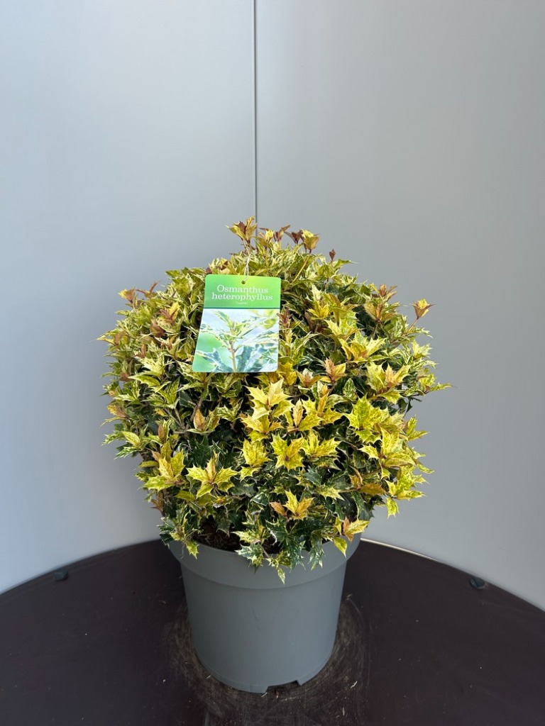 Osmanthus het. Goshiki