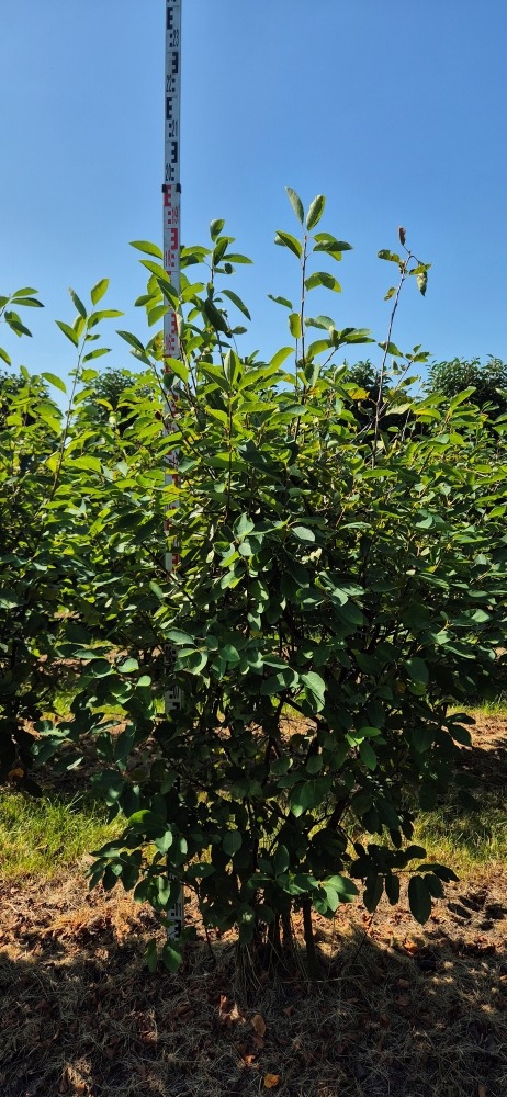 Picture of Amelanchier lamarckii EXTRA ROOTBALL 150/175CM