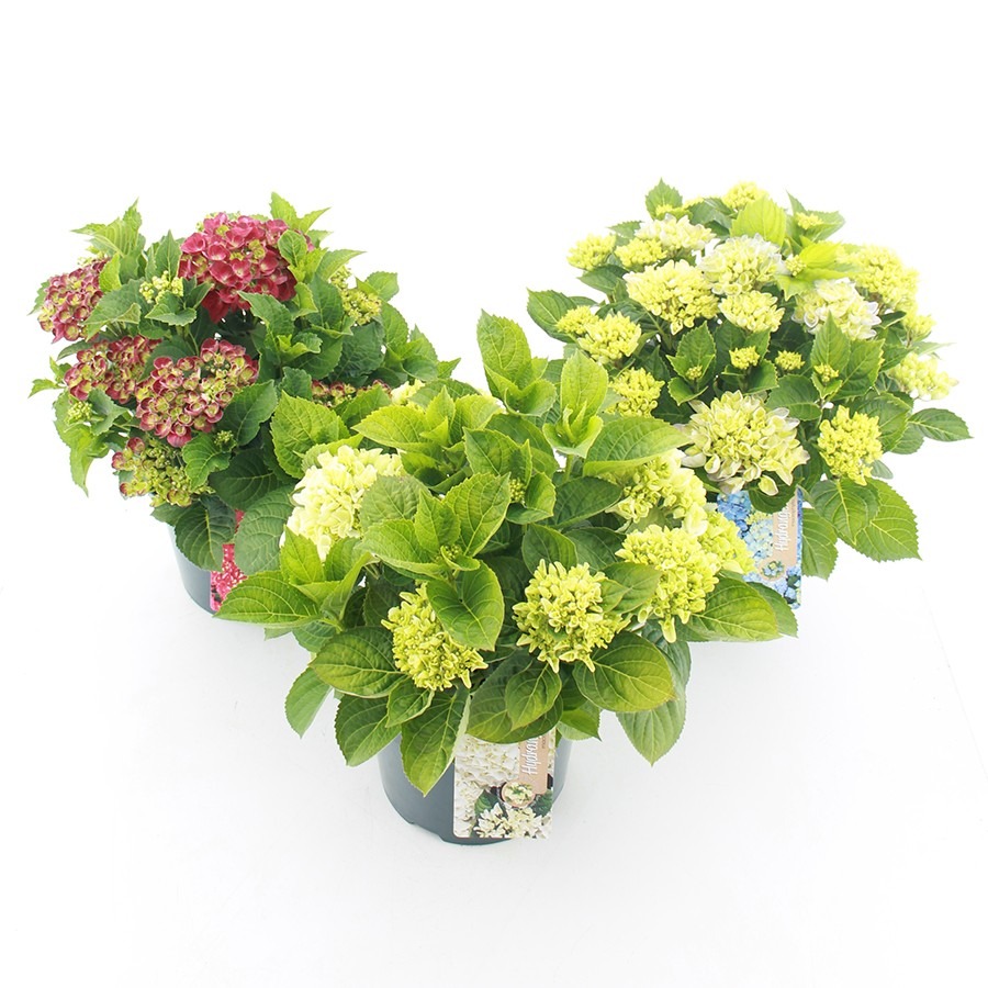 Picture of Trolley Deal 2024 Hydrangea macrophylla in varieties P23 (5 Ltr) M5