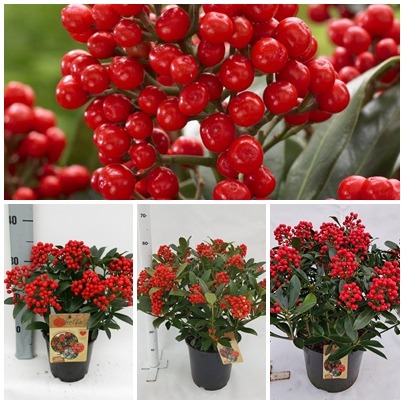 Picture of Trolley Deal 2024 Skimmia jap. Pabella mixed sizes F.O. (096)