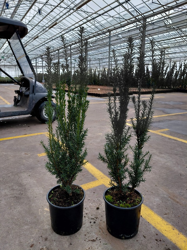 Taxus med. Hillii