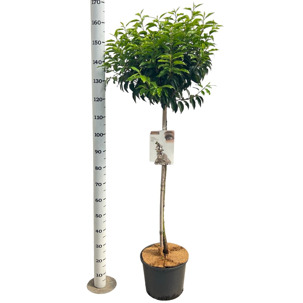 Prunus lus. Angustifolia