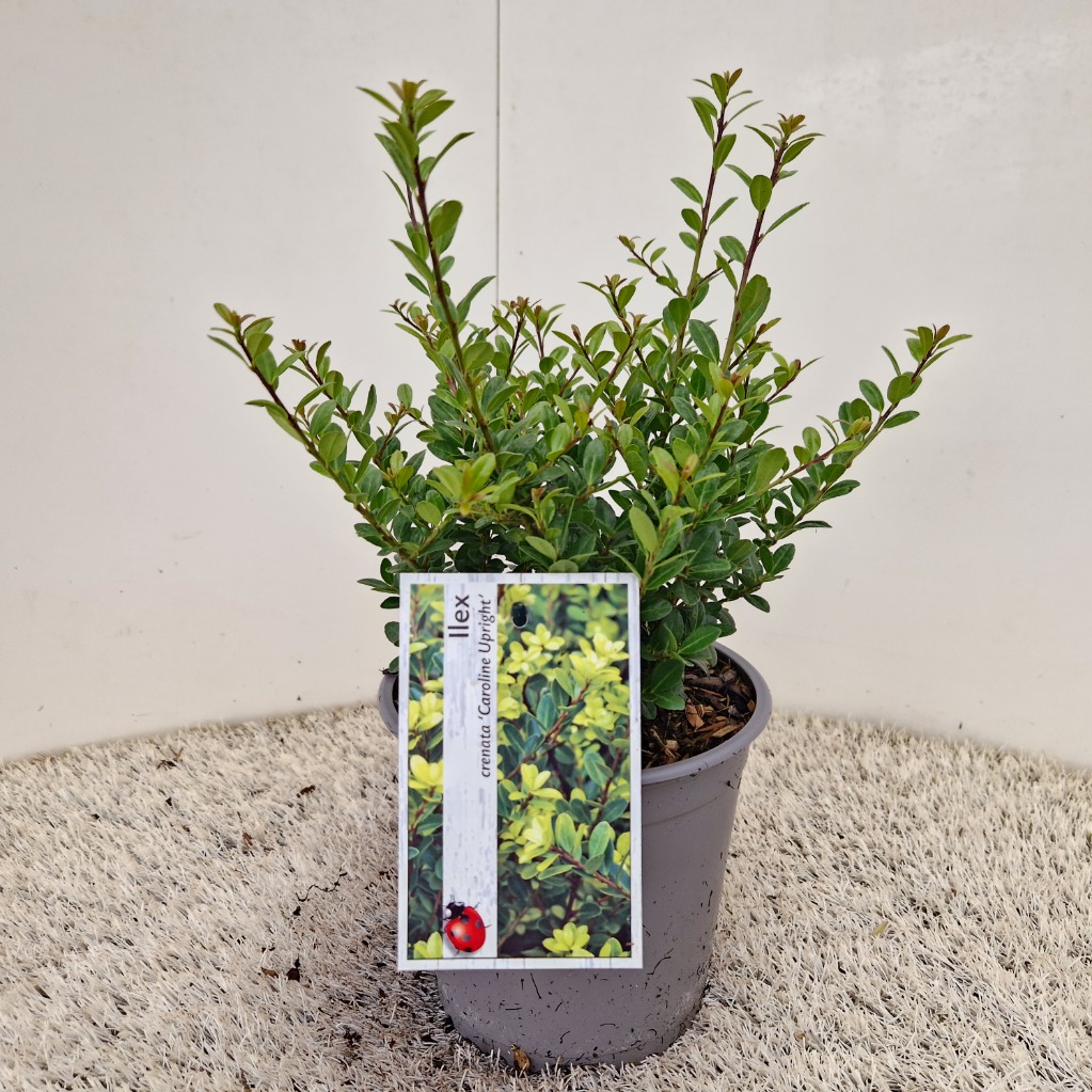 Ilex cr. Caroline Upright