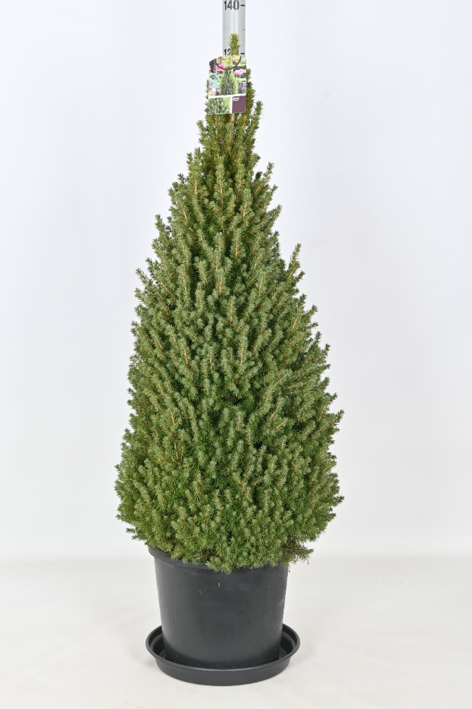 Picture of Picea glauca Perfecta P34-(18-LTR) 140/CM-INCL-POT