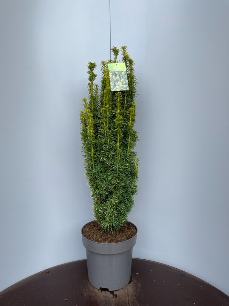 Picture of Taxus baccata David P32 (15 Ltr) 80-100CM