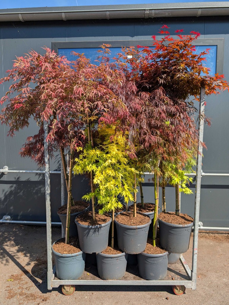 Picture of Acer in varieties P34-(18-LTR) 90/STD