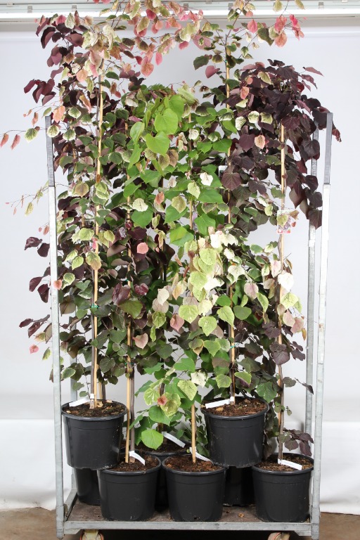 Picture of Cercis Canadensis in varieties P34-(18-LTR) 175/+