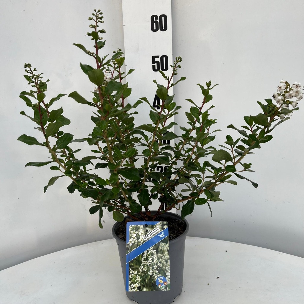 Picture of Escallonia Iveyi P17-(2.5-LTR)