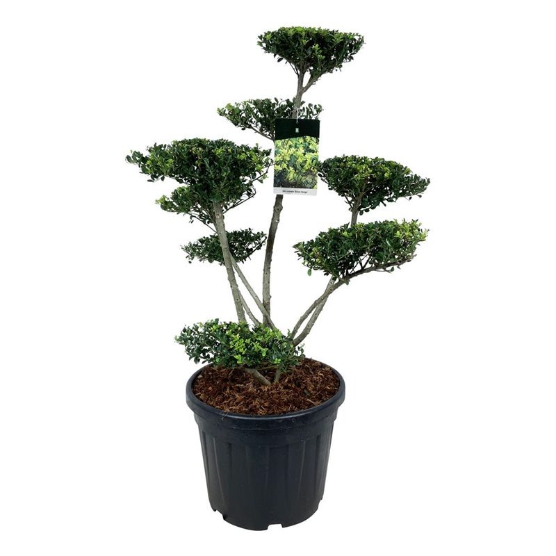 Picture of Ilex crenata Green Hedge P47 BONSAI-80/100