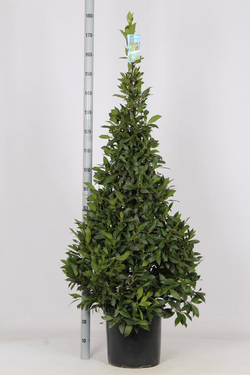 Picture of Laurus nobilis P36 (20 Ltr) 160/CM-PYRAMIDS-(SIZE-INCL-POT)