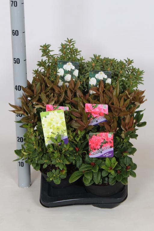 Picture of Rhododendron in dwarf varieties P17 (2 Ltr)