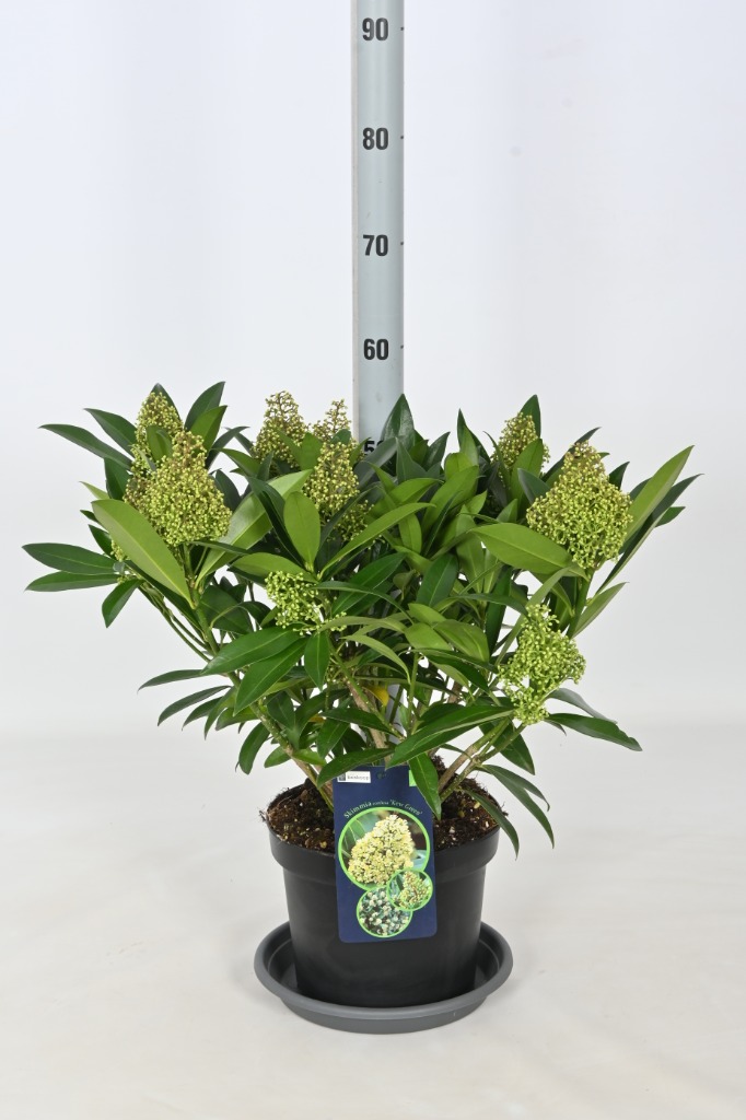 Picture of Skimmia confusa Kew Green P23 (5 Ltr) 10/FLOWER