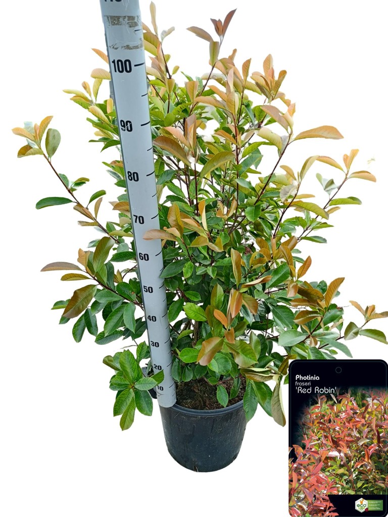 Picture of Photinia fras. Red Robin P40-(30-LTR) 150-175