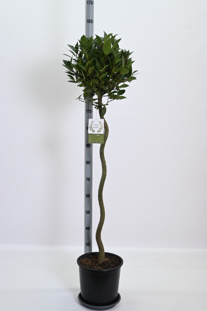 Picture of laurus nobilis P27 90/SPIRAL-STD-35/CM HEAD