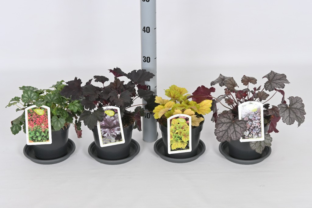 Picture of Heuchera in varieties P15