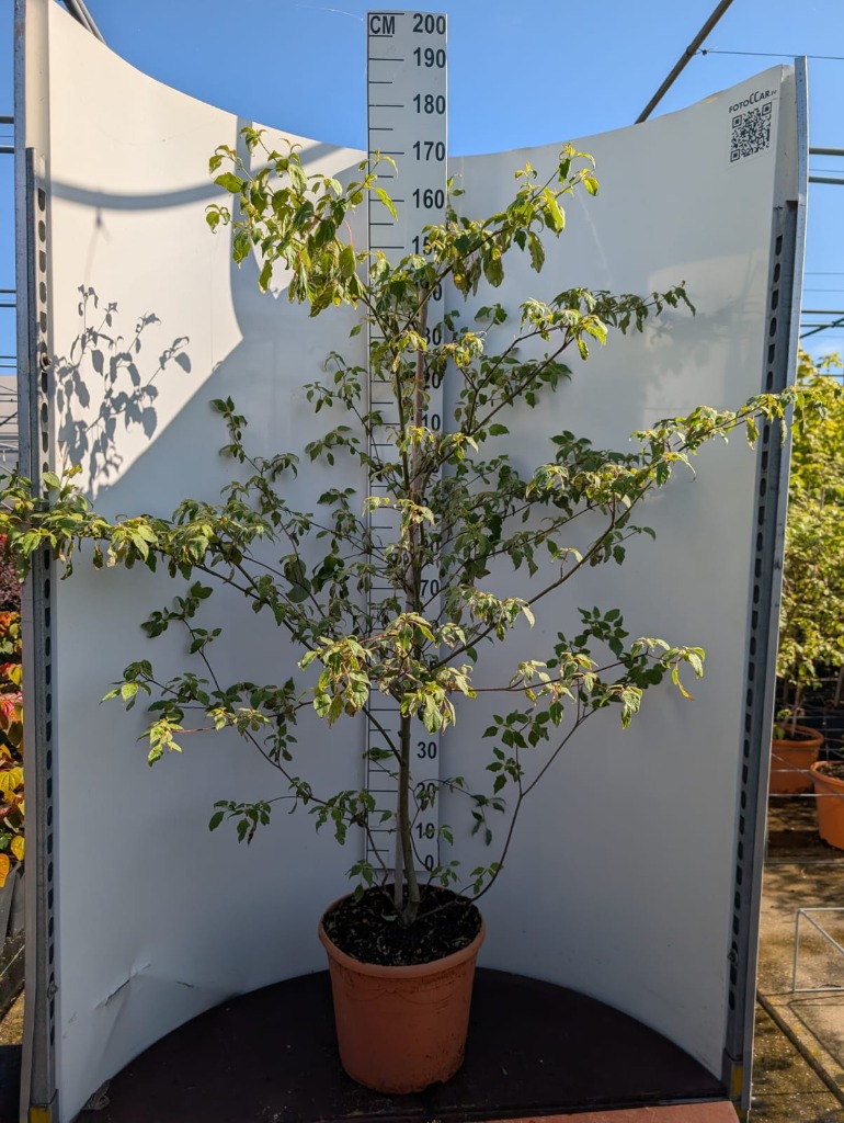 Cornus alt.Pinky Spot