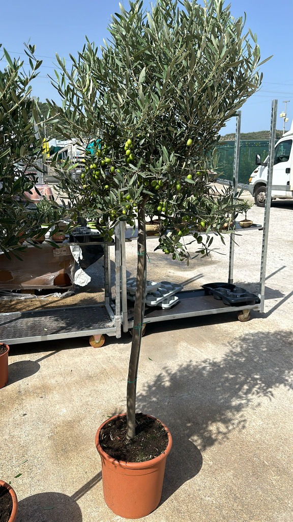 Picture of Olea Europaea P30 (12 Ltr) 150/160-INCL-POT