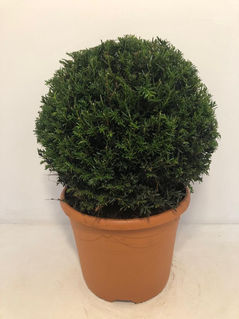 Picture of Taxus Baccata P26 (7.5 Ltr) ball-30cm