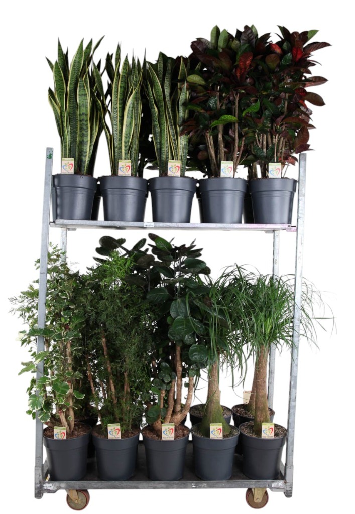 Afbeeldingen van Trolley Deal 2025 Houseplants in varieties Summer Promo 06 P27 height110 cm