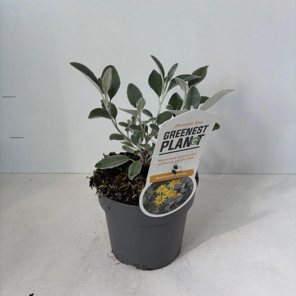 Brachyglottis Sunshine