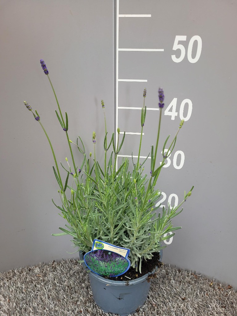 Picture of Lavandula ang. Hidcote P17 (2 Ltr)