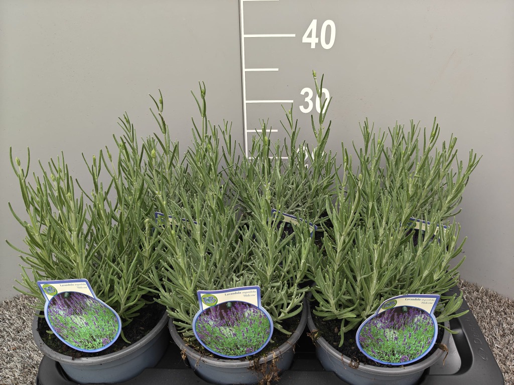 Lavandula ang. Hidcote