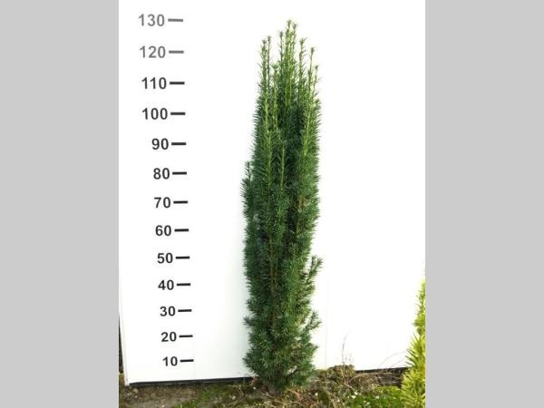 Picture of Taxus baccata Fastigiata Robusta ROOTBALL 100/120CM