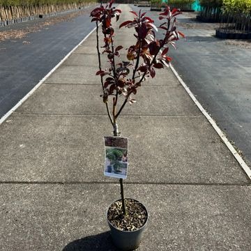 Malus Liset