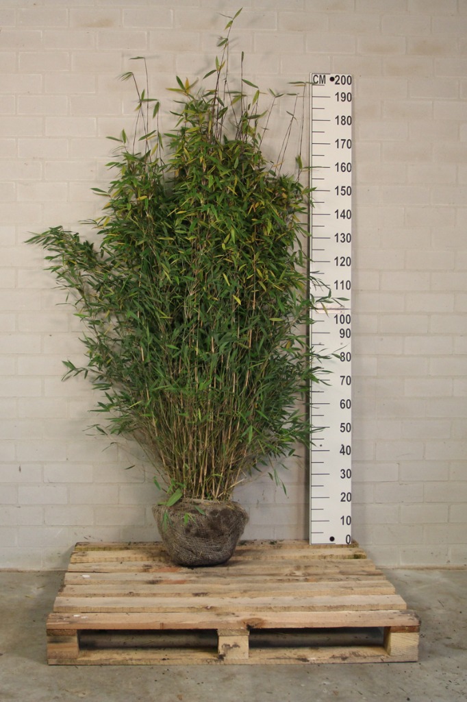 Picture of Fargesia Winter Joy ROOTBALL 175/200CM