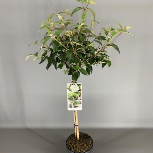 Picture of Viburnum Eskimo P19 (3 Ltr) 50/STD