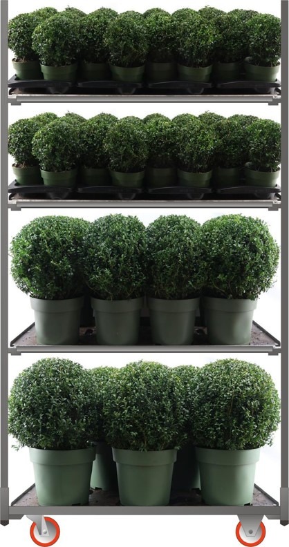 Picture of Trolley Deal 2024 Buxus sempervirens mixed sizes F.O. (100)