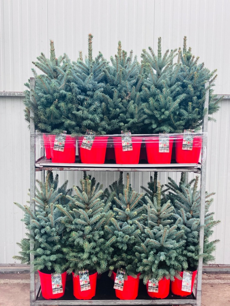 Picture of Trolley Deal 2024 Picea pungens Super Blue P24 (6Ltr) 60/80 Inc pot Potted