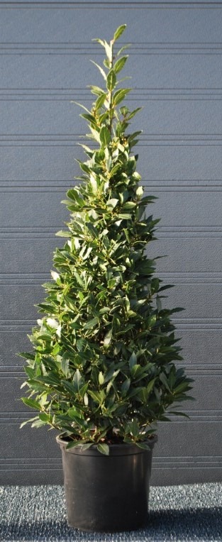 Picture of Laurus nobilis P30 (12 Ltr) Pyramids 150/cm incl pot