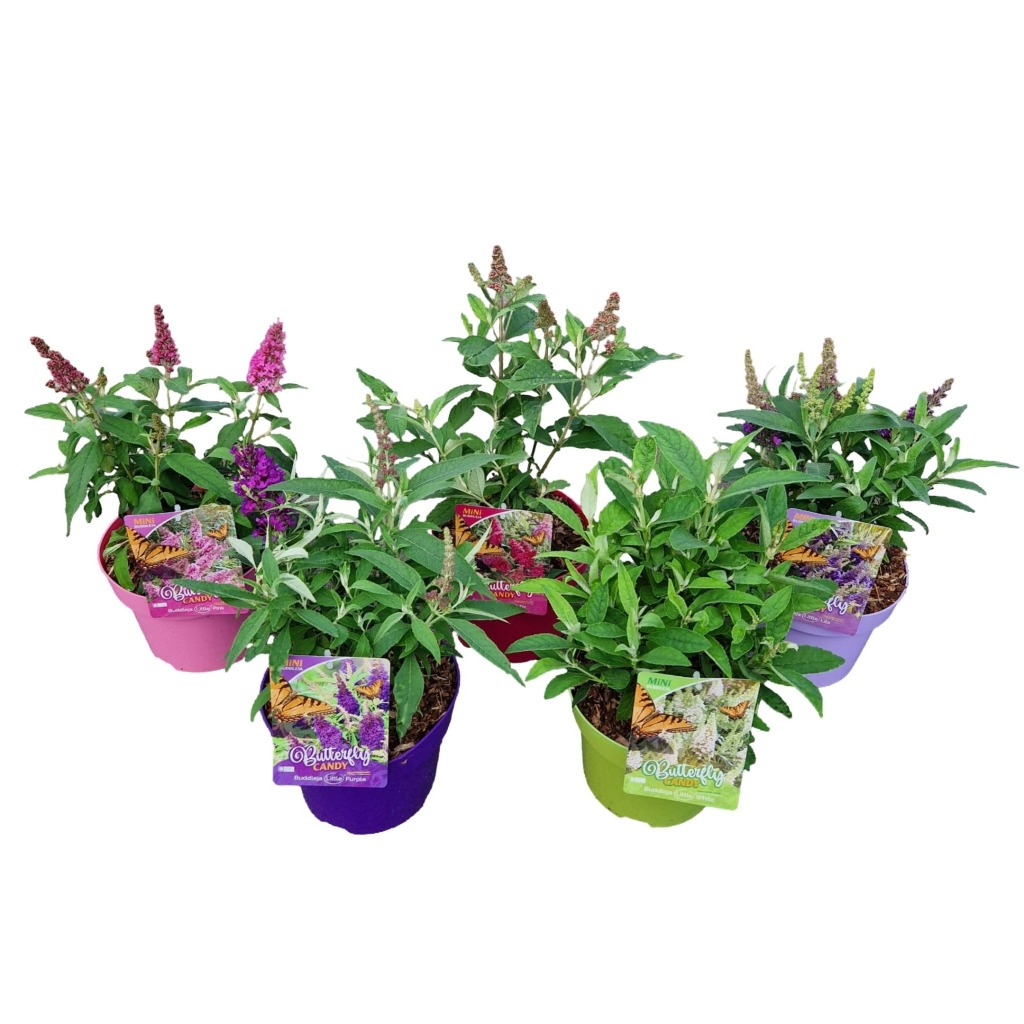 Picture of Buddleja dav. Little Butterfly Candy P19 (3 Ltr)