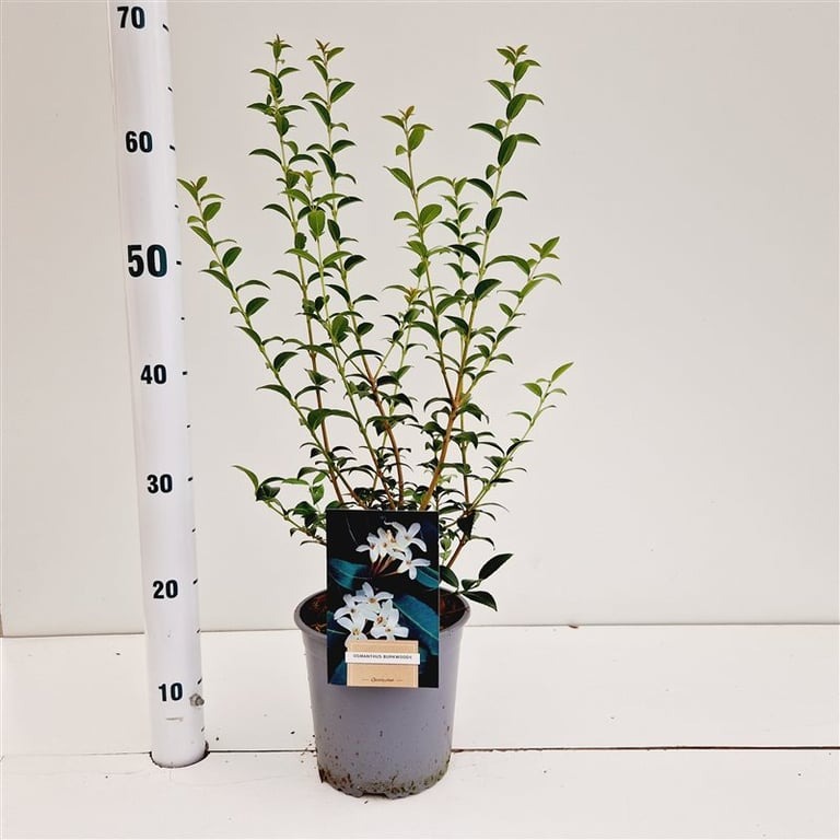 Picture of Osmanthus burkwoodii P18 (2.5 Ltr) 40/50CM