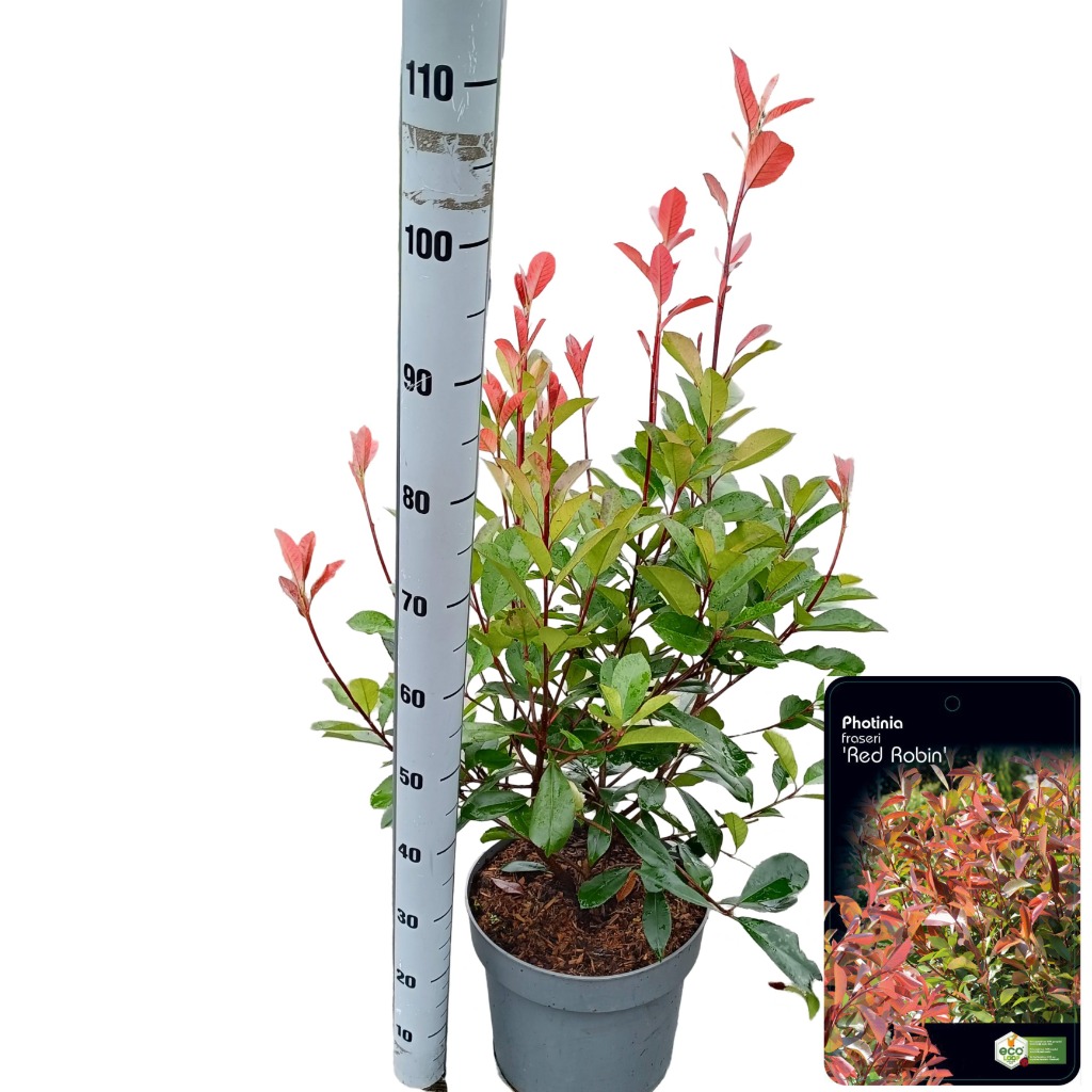 Picture of Photinia fras. Red Robin P29 (10 Ltr)