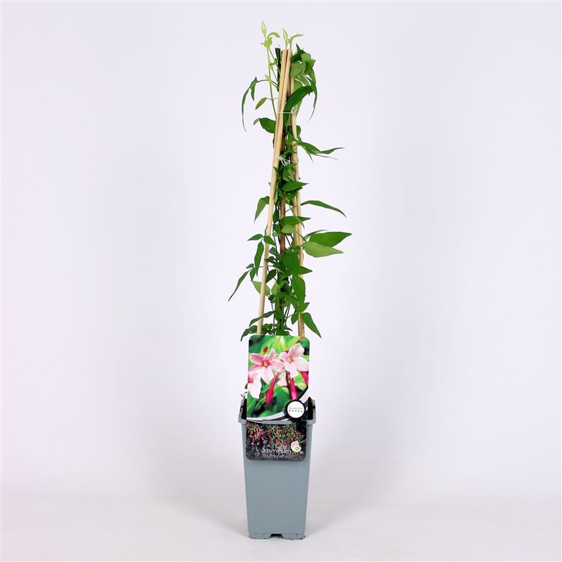 Picture of Jasminum stephanensis P17 (2 Ltr) Square 55CM