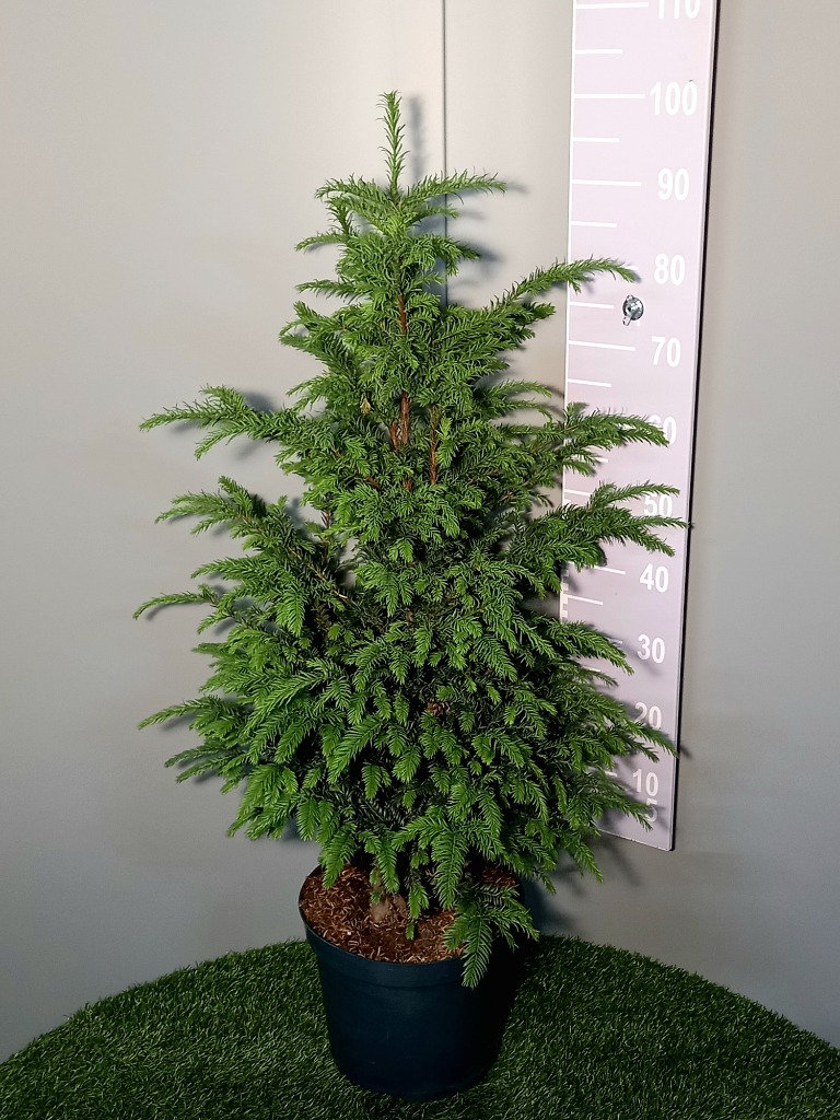 Picture of Taxus baccata P30 (12 Ltr) 80/100