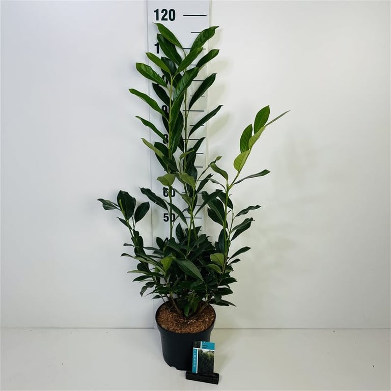 Picture of Prunus laur. Elly P23 (5 Ltr)