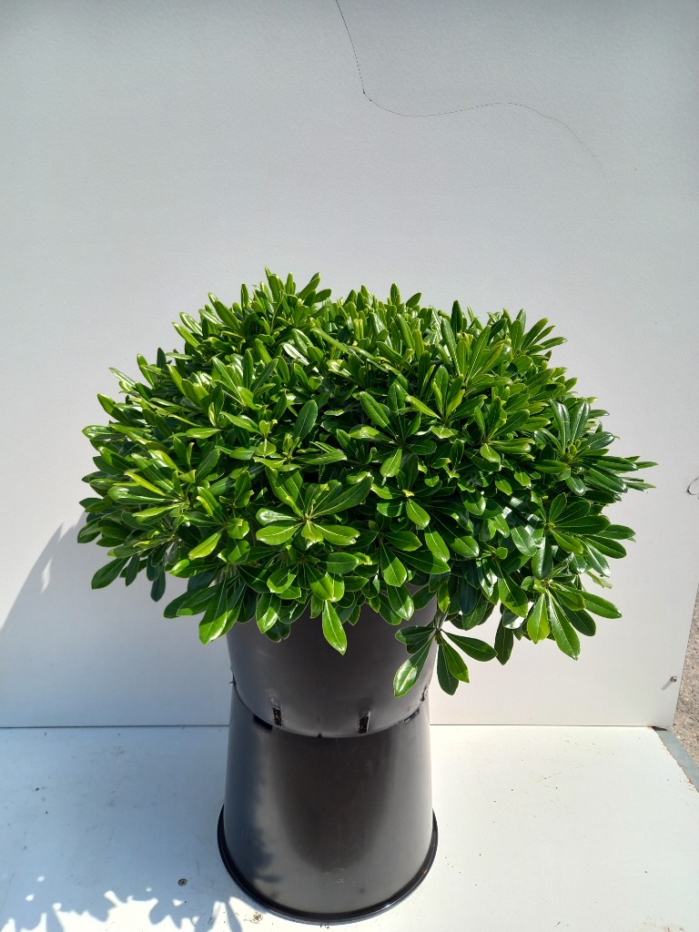 Picture of Pittosporum tob. Nanum C20 50/60