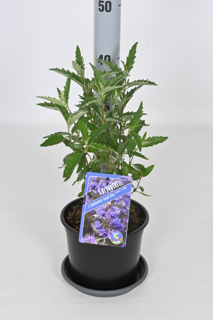 Picture of Caryopteris cland. Grand Blue P17-(2.5-LTR)