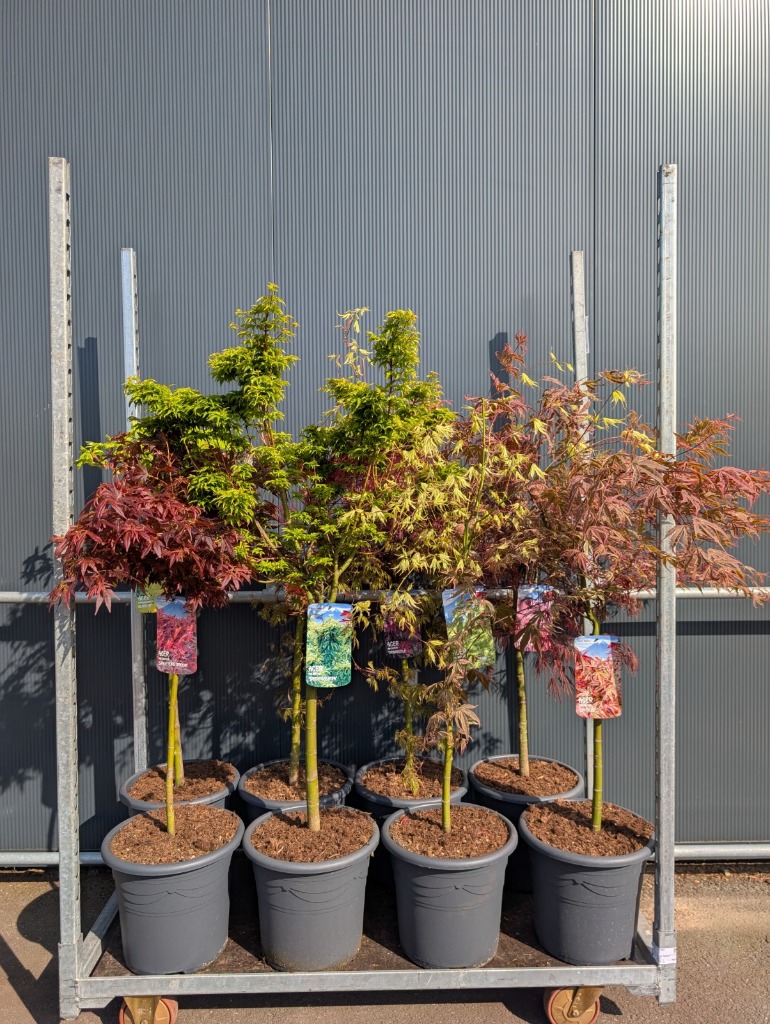 Acer in varieties